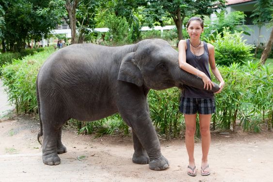 baby elephant play with female teenager
