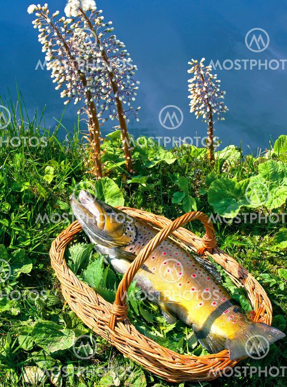 Trout in a basket