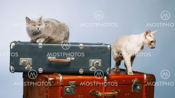 Two Cats