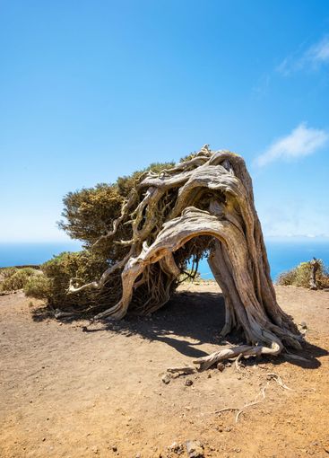 Juniper tree bent by wind. Famous landmark in El Hierro,...