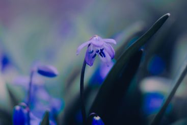 In the early days of spring, the stunning purple blooms...