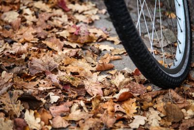 Cykelhjul bland höstlöv