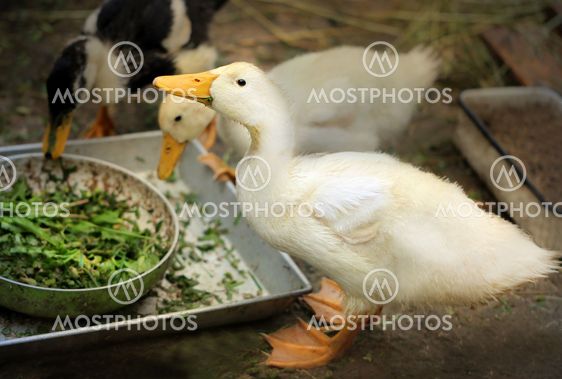 Beautiful ducks