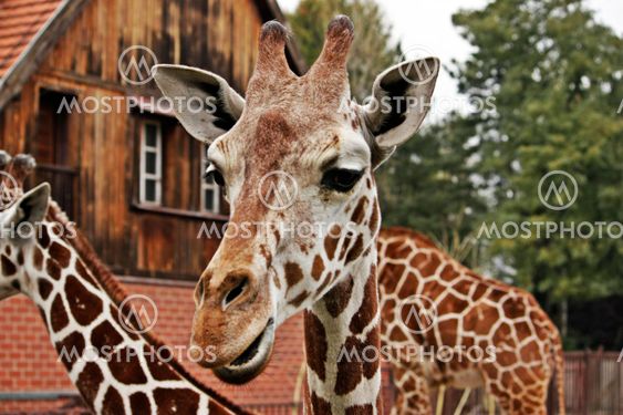 Giraffe Stare