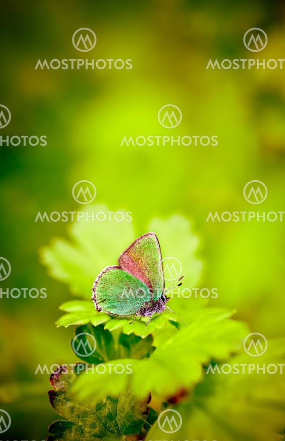 Sommerfugl i en grøn verden - Callophrys rubi - Grøn busksommerfugl
