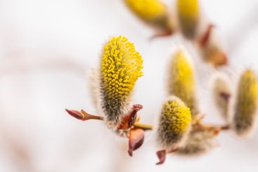 Nature awakes in spring. Blooming willow twigs and furry...