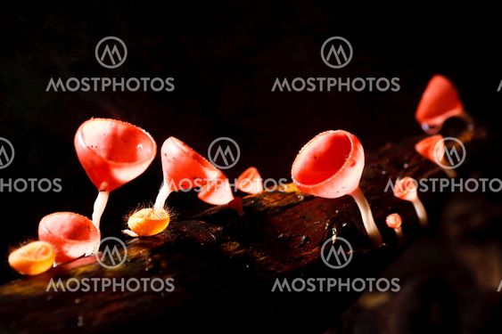Orange mushroom