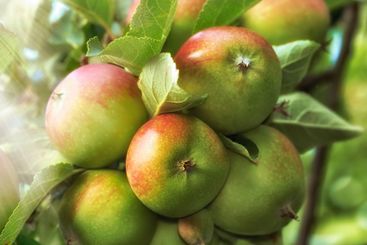 Agriculture, growth and organic apples on tree outdoor...