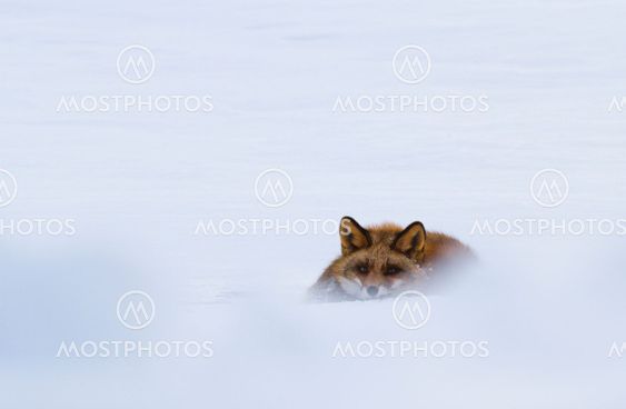 Redfox lying in snow
