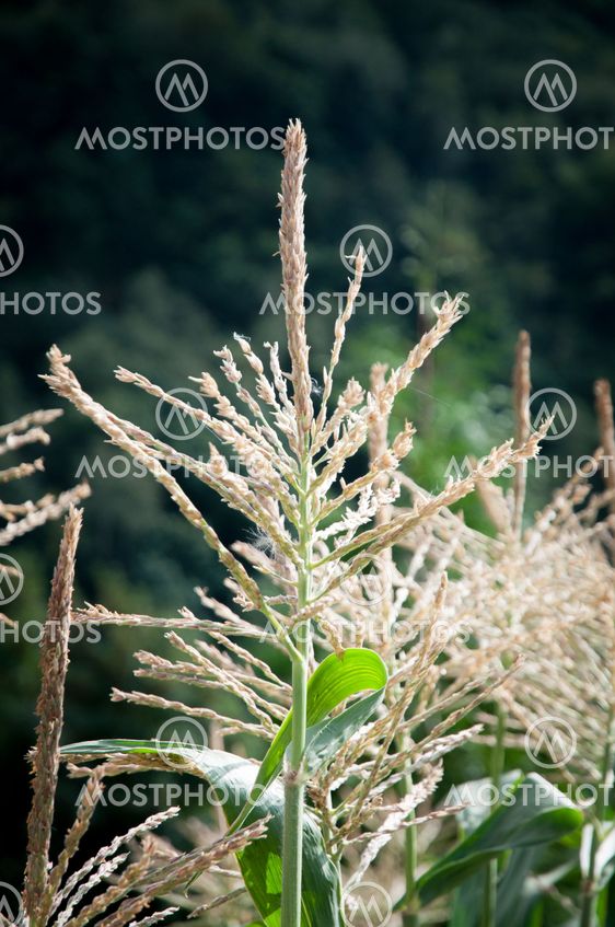 Flower head of corn