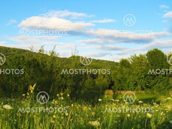 Sunny countryside