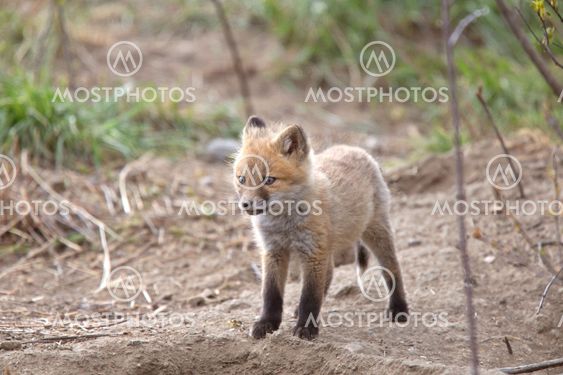 Fox Kits Near Den