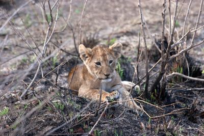Lion pub laying alone