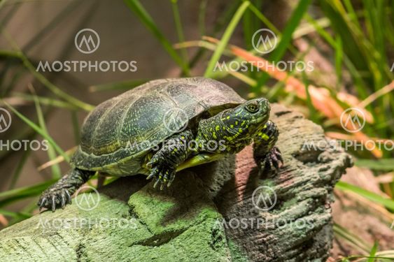 European Pond Turtle