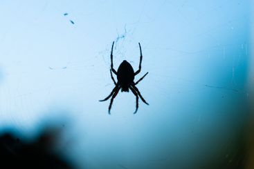 European garden spider Araneus diadematus in a web.