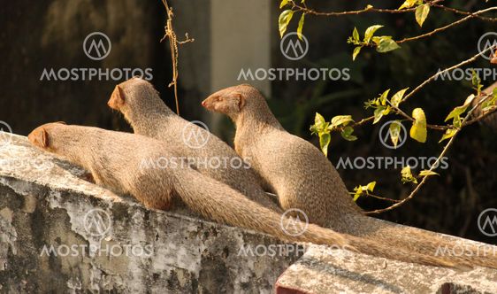 The Three Musketeers