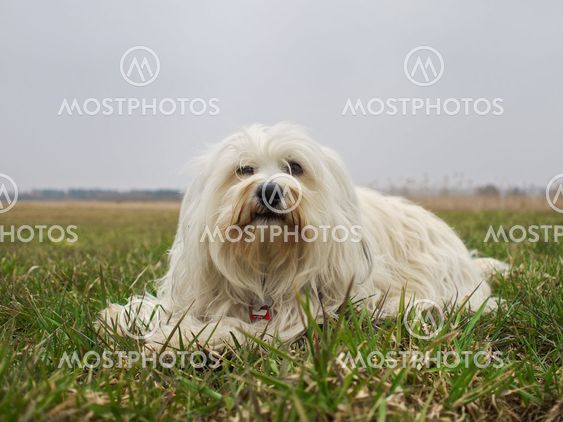 Dog lying in meadow