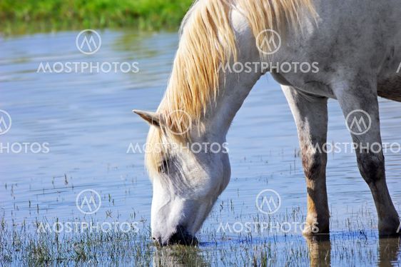 White horse