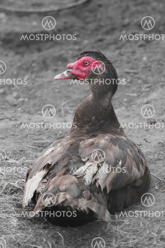 Muscovy Duck