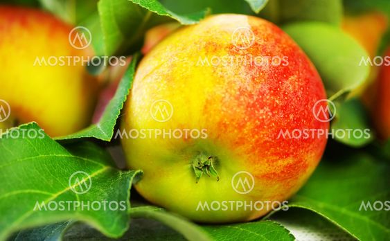 ripe red apple on table, green leaves