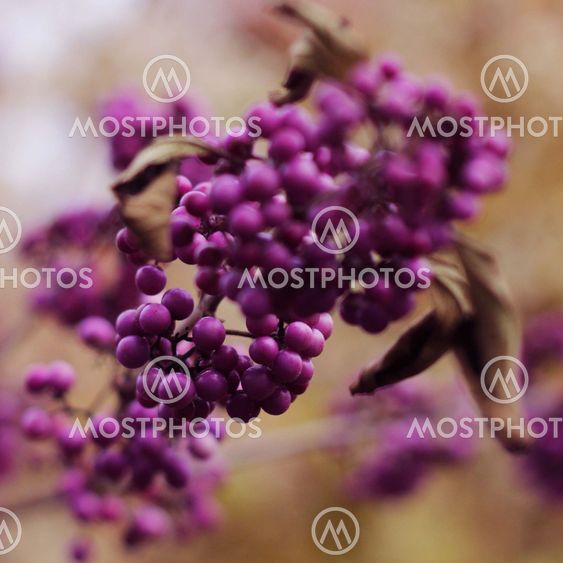 Callicarpa bodinieri