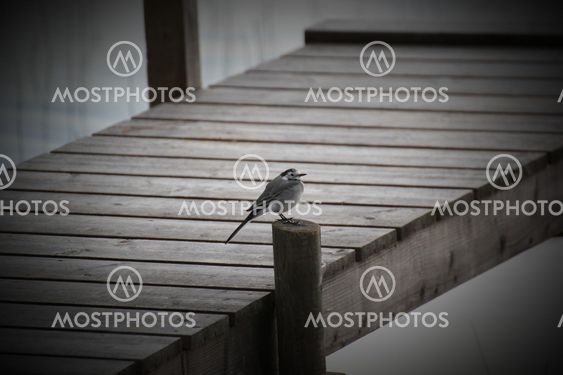 White Wagtail On A Dock