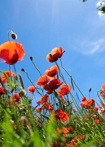 Countryside, sky and flowers in garden, color and...