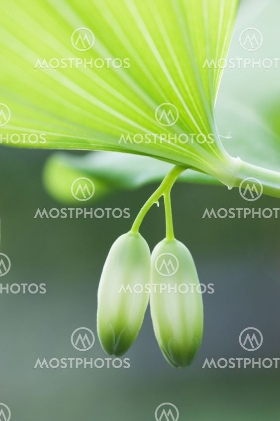 Closed bud