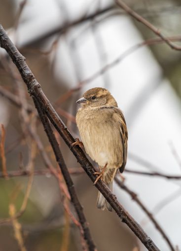 Sparrow sits on a branch without leaves.