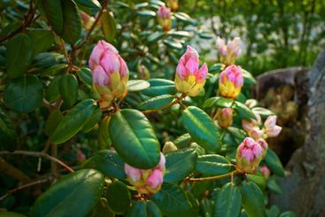 Flowers, nature and garden with rhododendron buds for...