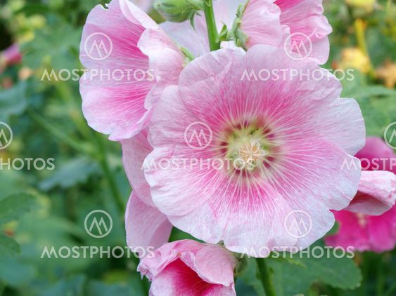 Pink hollyhock (Althaea rosea) blossoms