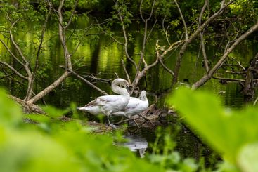 Beautiful white swans preen their feathers, drink water...