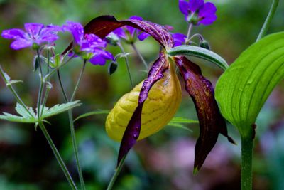 New-married in Sweden.