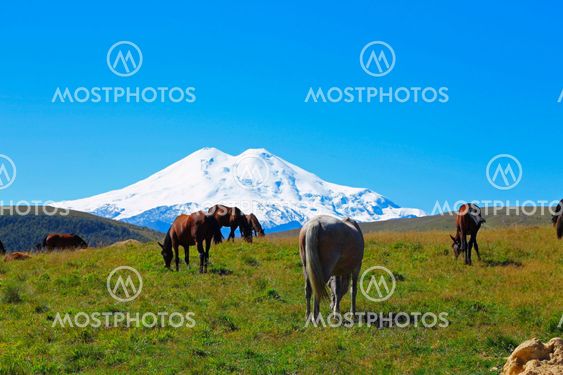 Horses on the summer autumn caucasus meadow