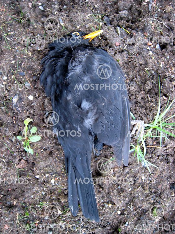 Dead blackbird full
