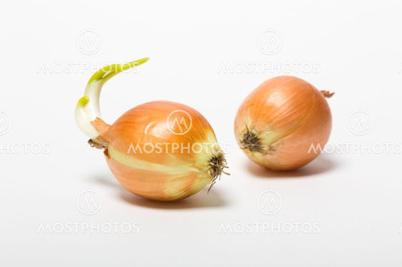 Onion isolated on white background