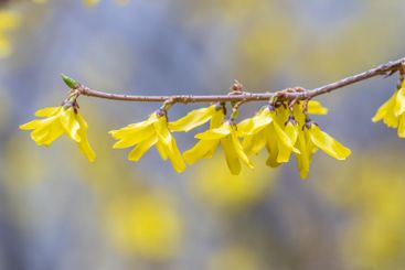 Forsythia. Blooming forsythia bush. Yellow flower on a...