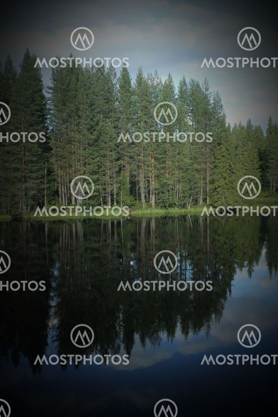 Reflections Of Forest