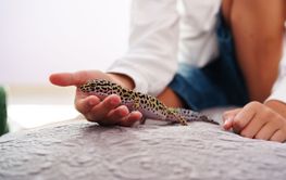 Leopard gecko explores a child's hand indoors during a...