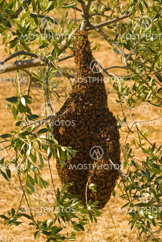 Westliche Honigbiene (Apis mellifera) - Honea Bee