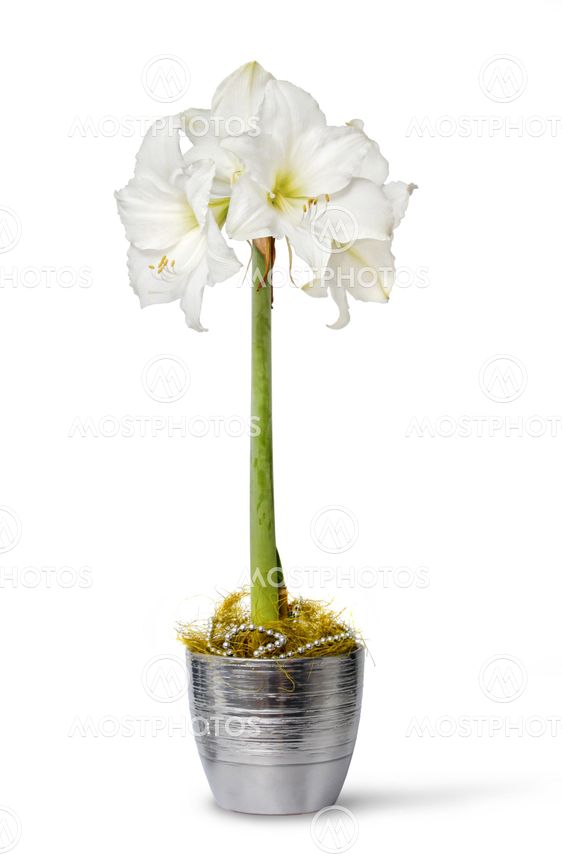 White amaryllis in pot