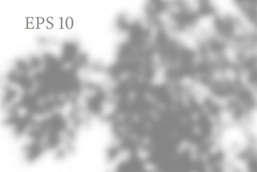 Transparent natural plant shadow. Light effect overlay....