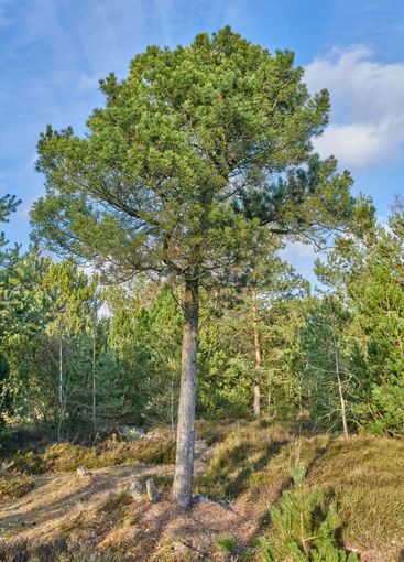 Forest and trees in very early spring - Denmark. A photo...