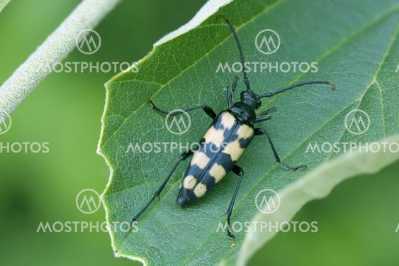 Fire-stribede Longhorn hvile Næroptagelse