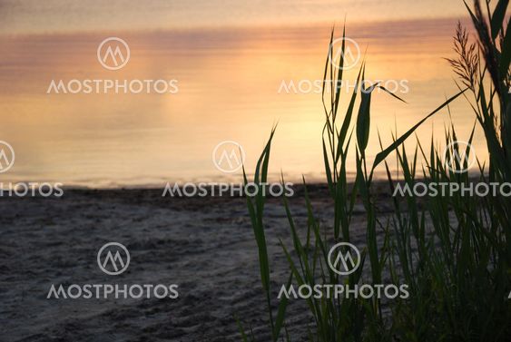 Reeds at sunset