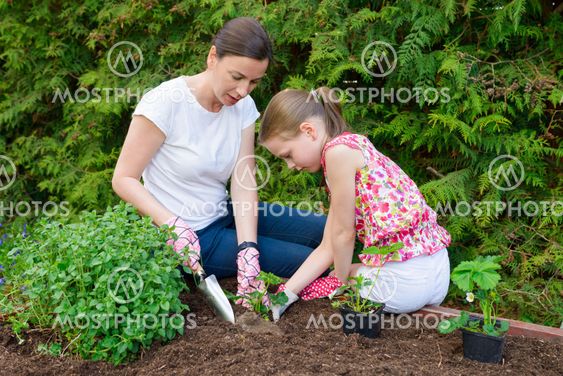 Mother and daughter planting young lettuce seedlings in...