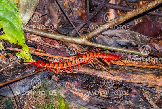 Close-up of Malaysian cherry red centipede