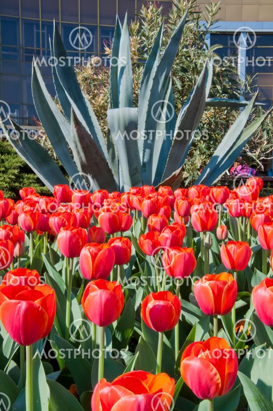 tulip in flower field