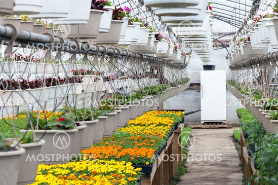 Greenhouse Nursery Flowers