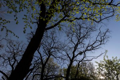 deciduous trees in a mixed forest in the spring season